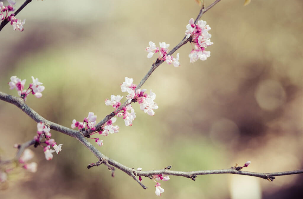 Aktivitetsdag 26:e april