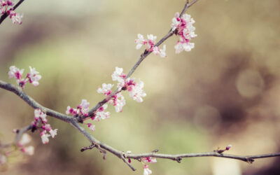 Aktivitetsdag 26:e april